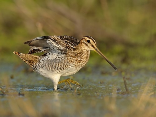 Kszyk (ang. Common Snipe, łac. Gallinago gallinago)- Fotografia Przyrodnicza - WlodekSmardz.pl