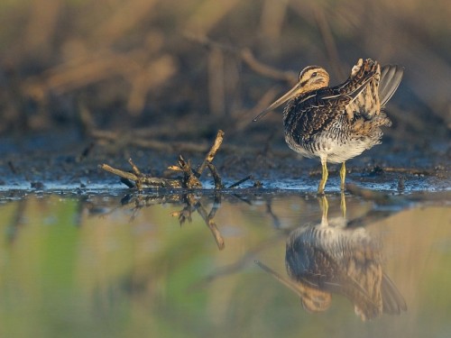 Kszyk (ang. Common Snipe, łac. Gallinago gallinago)- Fotografia Przyrodnicza - WlodekSmardz.pl