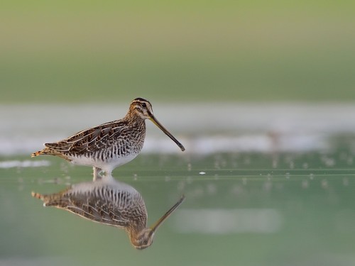 Kszyk (ang. Common Snipe, łac. Gallinago gallinago) - 9804- Fotografia Przyrodnicza - WlodekSmardz.pl