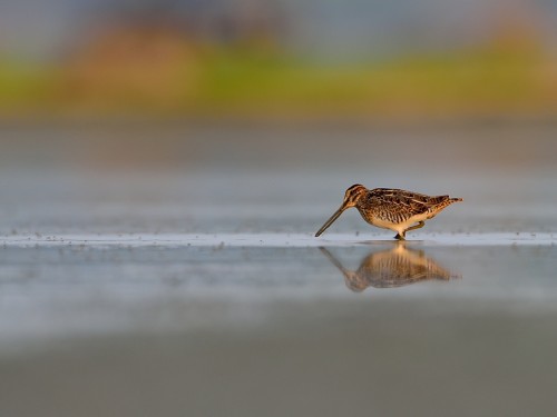 Kszyk (ang. Common Snipe, łac. Gallinago gallinago) - 9775- Fotografia Przyrodnicza - WlodekSmardz.pl