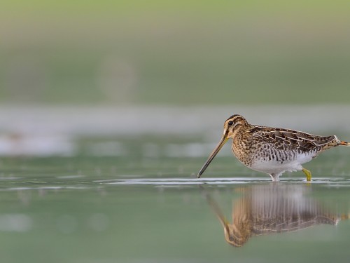 Kszyk (ang. Common Snipe, łac. Gallinago gallinago) - 9602- Fotografia Przyrodnicza - WlodekSmardz.pl