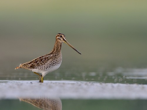 Kszyk (ang. Common Snipe, łac. Gallinago gallinago) - 9633- Fotografia Przyrodnicza - WlodekSmardz.pl