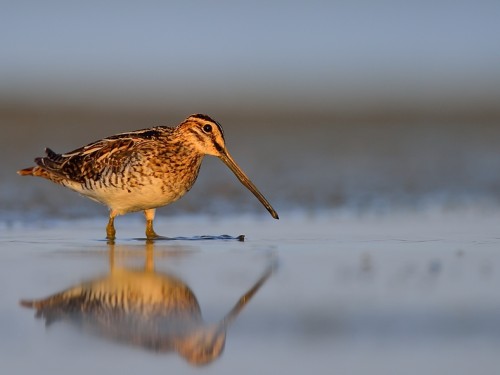 Kszyk (ang. Common Snipe, łac. Gallinago gallinago) - 0112- Fotografia Przyrodnicza - WlodekSmardz.pl