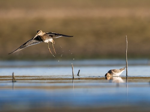 Kszyk (ang. Common Snipe, łac. Gallinago gallinago) - 5353- Fotografia Przyrodnicza - WlodekSmardz.pl