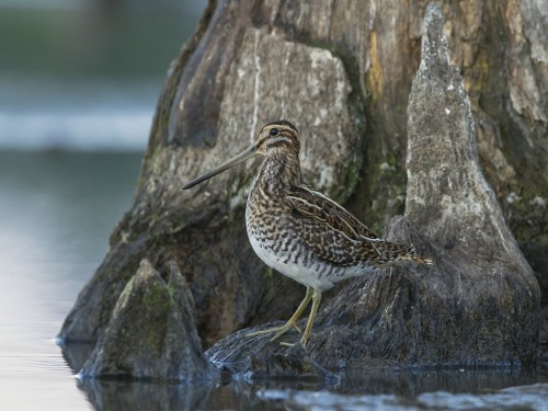 Kszyk (ang. Common Snipe, łac. Gallinago gallinago) - 5709 - Fotografia Przyrodnicza - WlodekSmardz.pl