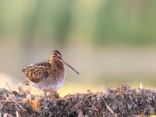 Kszyk (ang. Common Snipe, łac. Gallinago gallinago) - 1843 - Fotografia Przyrodnicza - WlodekSmardz.pl