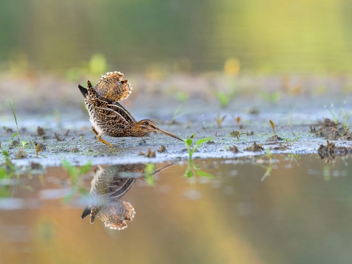 Kszyk (ang. Common Snipe, łac. Gallinago gallinago) - 0373 - Fotografia Przyrodnicza - WlodekSmardz.pl