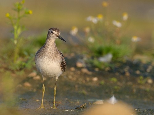 Łęczak (ang. Wood Sandpiper, łac. Tringa glareola) - Fotografia Przyrodnicza - WlodekSmardz.pl