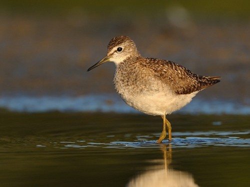 Łęczak (ang. Wood Sandpiper, łac. Tringa glareola) - Fotografia Przyrodnicza - WlodekSmardz.pl