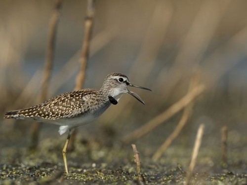 Łęczak (ang. Wood Sandpiper, łac. Tringa glareola) - Fotografia Przyrodnicza - WlodekSmardz.pl