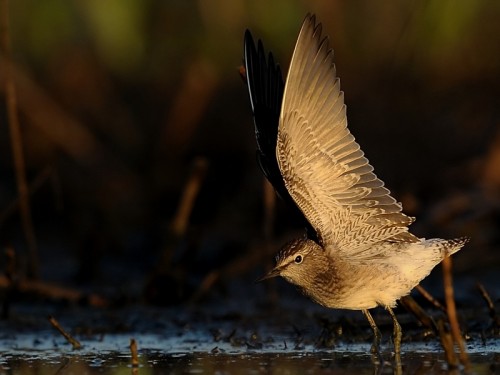 Łęczak (ang. Wood Sandpiper, łac. Tringa glareola) - Fotografia Przyrodnicza - WlodekSmardz.pl