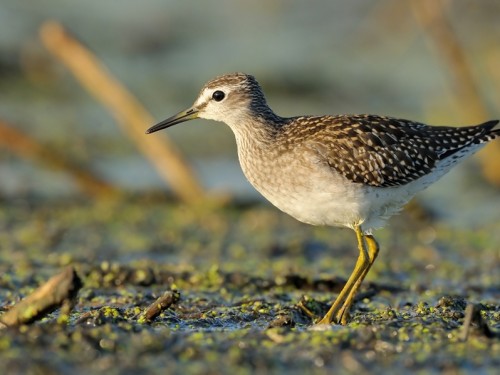 Łęczak (ang. Wood Sandpiper, łac. Tringa glareola) - Fotografia Przyrodnicza - WlodekSmardz.pl