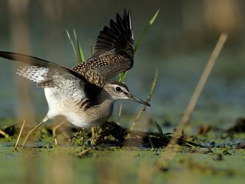 Łęczak (ang. Wood Sandpiper, łac. Tringa glareola) - Fotografia Przyrodnicza - WlodekSmardz.pl