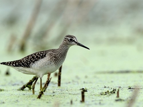 Łęczak (ang. Wood Sandpiper, łac. Tringa glareola) - Fotografia Przyrodnicza - WlodekSmardz.pl