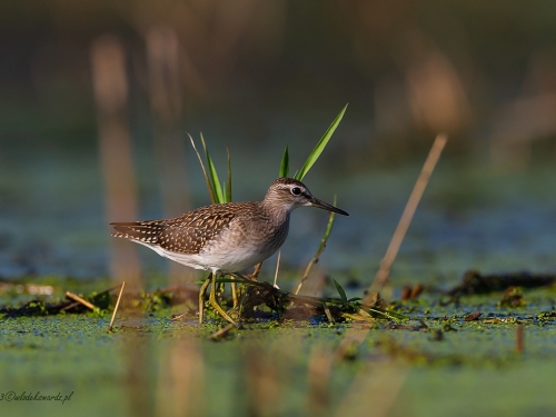 Łęczak (ang. Wood Sandpiper, łac. Tringa glareola) - 6163 - Fotografia Przyrodnicza - WlodekSmardz.pl