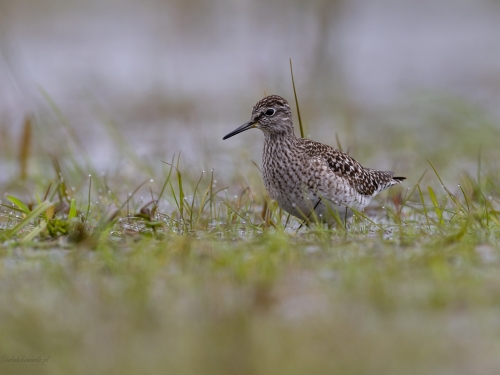 Łęczak (ang. Wood Sandpiper, łac. Tringa glareola) - 4556 - Fotografia Przyrodnicza - WlodekSmardz.pl