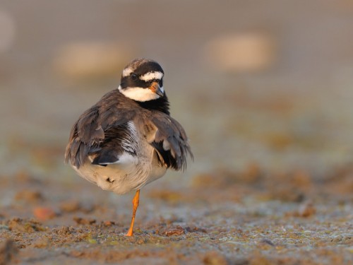 Sieweczka obrożna (ang. Common Ringed Plover, łac. Charadrius hiaticula)- Fotografia Przyrodnicza - WlodekSmardz.pl