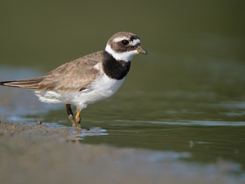 Sieweczka obrożna (ang. Common Ringed Plover, łac. Charadrius hiaticula)- Fotografia Przyrodnicza - WlodekSmardz.pl