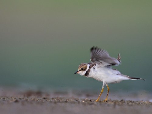 Sieweczka obrożna (ang. Common Ringed Plover, łac. Charadrius hiaticula) - 8738- Fotografia Przyrodnicza - WlodekSmardz.pl