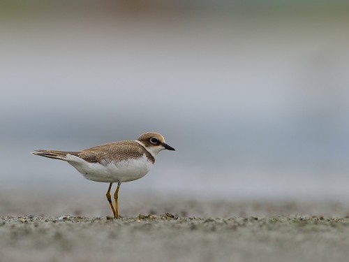 Sieweczka obrożna (ang. Common Ringed Plover, łac. Charadrius hiaticula) - 9404- Fotografia Przyrodnicza - WlodekSmardz.pl