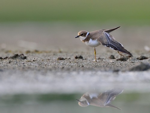 Sieweczka obrożna (ang. Common Ringed Plover, łac. Charadrius hiaticula) - 9825- Fotografia Przyrodnicza - WlodekSmardz.pl