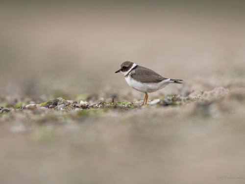 Sieweczka obrożna (ang. Common Ringed Plover, łac. Charadrius hiaticula) - 0339- Fotografia Przyrodnicza - WlodekSmardz.pl