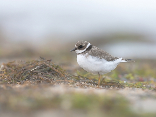 Sieweczka obrożna (ang. Common Ringed Plover, łac. Charadrius hiaticula) - 4738- Fotografia Przyrodnicza - WlodekSmardz.pl