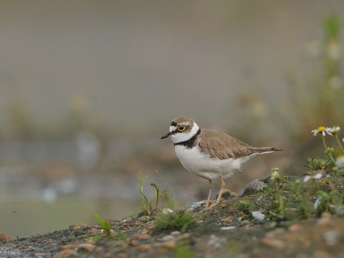 Sieweczka rzeczna (ang. Little Ringed Plover, łac. Charadrius dubius)- Fotografia Przyrodnicza - WlodekSmardz.pl