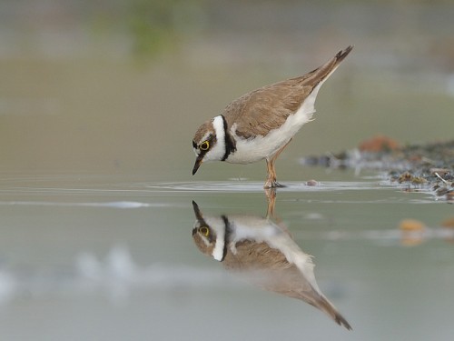 Sieweczka rzeczna (ang. Little Ringed Plover, łac. Charadrius dubius)- Fotografia Przyrodnicza - WlodekSmardz.pl