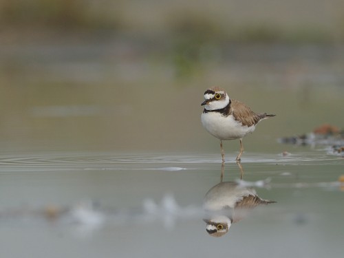 Sieweczka rzeczna (ang. Little Ringed Plover, łac. Charadrius dubius)- Fotografia Przyrodnicza - WlodekSmardz.pl