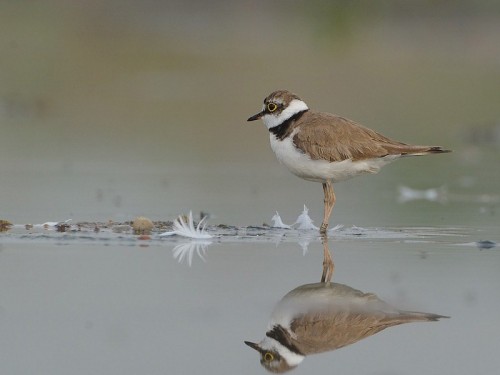 Sieweczka rzeczna (ang. Little Ringed Plover, łac. Charadrius dubius)- Fotografia Przyrodnicza - WlodekSmardz.pl