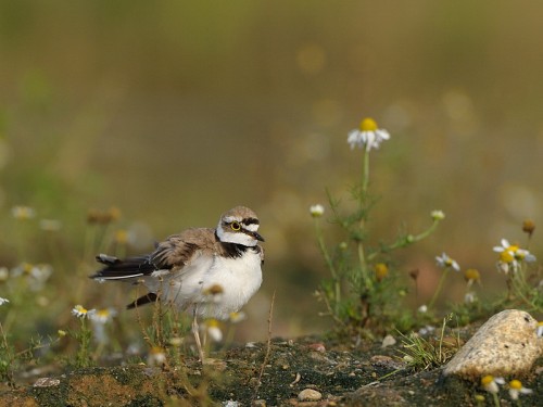 Sieweczka rzeczna (ang. Little Ringed Plover, łac. Charadrius dubius)- Fotografia Przyrodnicza - WlodekSmardz.pl