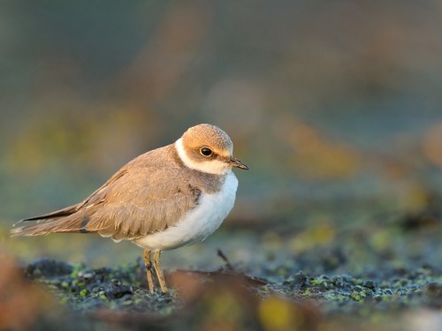 Sieweczka rzeczna (ang. Little Ringed Plover, łac. Charadrius dubius)- Fotografia Przyrodnicza - WlodekSmardz.pl