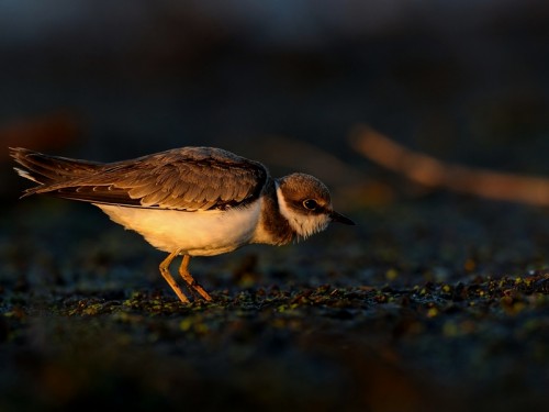 Sieweczka rzeczna (ang. Little Ringed Plover, łac. Charadrius dubius) - 2271- Fotografia Przyrodnicza - WlodekSmardz.pl