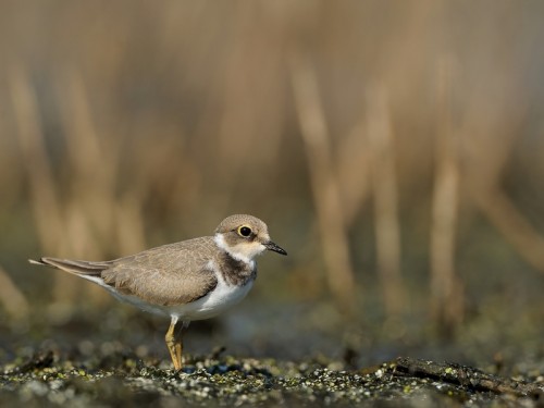 Sieweczka rzeczna (ang. Little Ringed Plover, łac. Charadrius dubius) - 0598- Fotografia Przyrodnicza - WlodekSmardz.pl