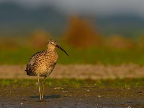 Kulik wielki (ang. Eurasian Curlew, łac. Numenius arquata) - 8974- Fotografia Przyrodnicza - WlodekSmardz.pl