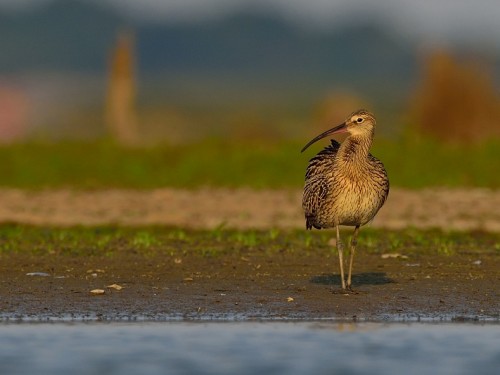 Kulik wielki (ang. Eurasian Curlew, łac. Numenius arquata) - 8979- Fotografia Przyrodnicza - WlodekSmardz.pl