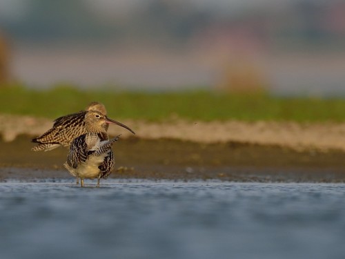 Kulik wielki (ang. Eurasian Curlew, łac. Numenius arquata) - 8936- Fotografia Przyrodnicza - WlodekSmardz.pl