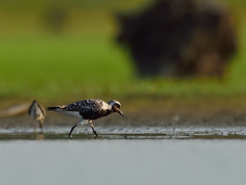 Siewnica (ang. Grey Plover, łac. Pluvialis squatarola) - 8843 - Fotografia Przyrodnicza - WlodekSmardz.pl