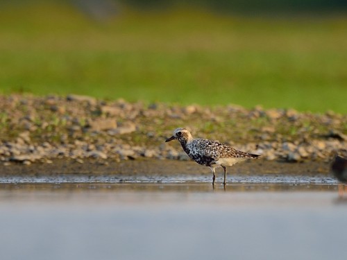 Siewnica (ang. Grey Plover, łac. Pluvialis squatarola) - 9073 - Fotografia Przyrodnicza - WlodekSmardz.pl