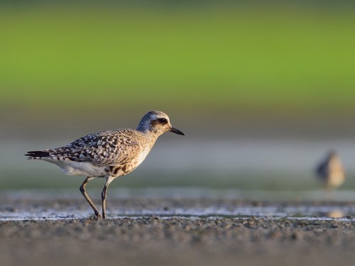 Siewnica (ang. Grey Plover, łac. Pluvialis squatarola) - 0017 - Fotografia Przyrodnicza - WlodekSmardz.pl