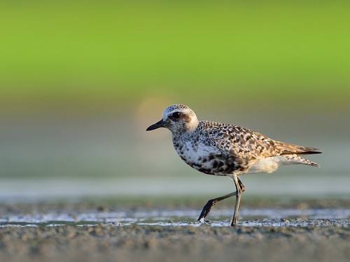 Siewnica (ang. Grey Plover, łac. Pluvialis squatarola) - 0028 - Fotografia Przyrodnicza - WlodekSmardz.pl