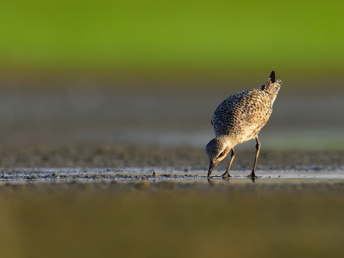 Siewnica (ang. Grey Plover, łac. Pluvialis squatarola) - 0003 - Fotografia Przyrodnicza - WlodekSmardz.pl