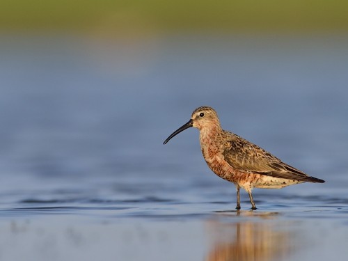 Biegus krzywodzioby (ang. Curlew Sandpiper, łac. Calidris ferruginea) - 0067- Fotografia Przyrodnicza - WlodekSmardz.pl