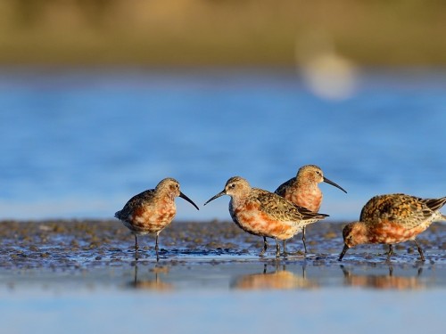 Biegus krzywodzioby (ang. Curlew Sandpiper, łac. Calidris ferruginea) - 8238- Fotografia Przyrodnicza - WlodekSmardz.pl