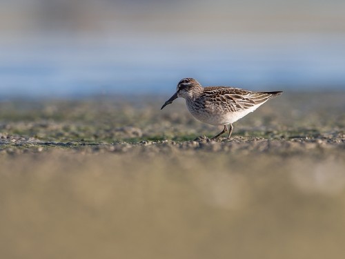 Biegus płaskodzioby (ang. Broad-billed Sandpiper, łac. Calidris falcinellus) - 5290- Fotografia Przyrodnicza - WlodekSmardz.pl