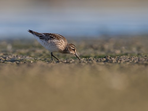 Biegus płaskodzioby (ang. Broad-billed Sandpiper, łac. Calidris falcinellus) - 5296- Fotografia Przyrodnicza - WlodekSmardz.pl