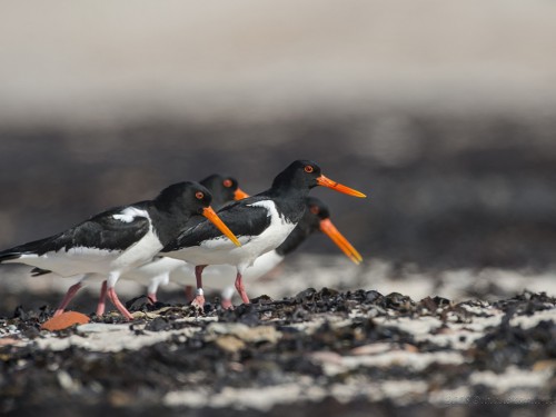 Ostrygojad (ang. Eurasian Oystercatcher, łac. Haematopus ostralegus) - 8030 - Fotografia Przyrodnicza - WlodekSmardz.pl