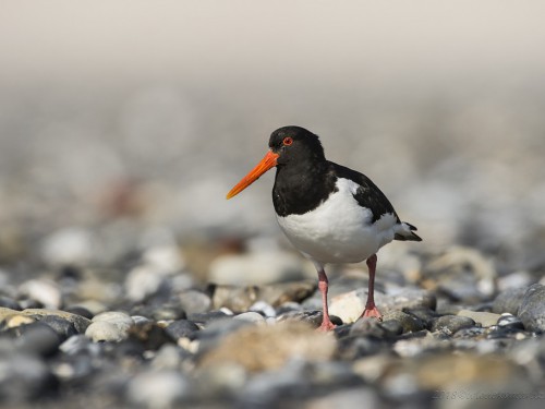 Ostrygojad (ang. Eurasian Oystercatcher, łac. Haematopus ostralegus) - 9074 - Fotografia Przyrodnicza - WlodekSmardz.pl