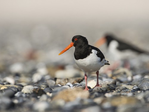 Ostrygojad (ang. Eurasian Oystercatcher, łac. Haematopus ostralegus) - 9058 - Fotografia Przyrodnicza - WlodekSmardz.pl